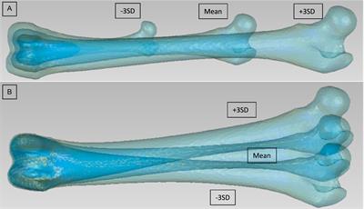 Statistical shape modeling of the geometric morphology of the canine femur, tibia, and patella